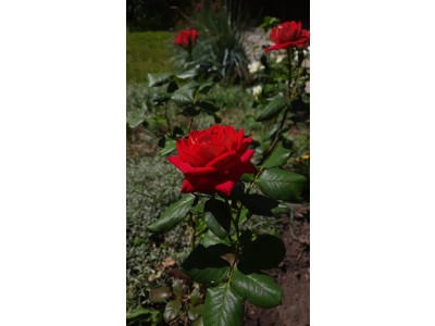 Дякуємо всім активним, не байдужим, свідомим молодим людям за прагнення зробити наш коледж кращим!